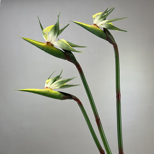 S994 all'ingrosso di alta qualità gomma morbida finta floreale di nozze negozio di casa ristorante ufficio decorazione artificiale <span class=keywords><strong>paradiso</strong></span> uccello fiore - Product Image 4