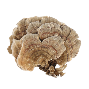 Fornecer Alta Qualidade Turquia Cauda Cogumelo/Trametes <span class=keywords><strong>Coriolus</strong></span>/ <span class=keywords><strong>Versicolor</strong></span> Extrato 30% Polissacarídeos - Product Image 2