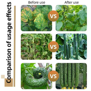 <span class=keywords><strong>Engrais</strong></span> Spécialisé Liquide Soluble dans l'Eau de Haute Qualité pour Concombres Biologiques, Enrichi en Zinc, Bore et Acides Aminés, pour l'Agriculture - Product Image 3