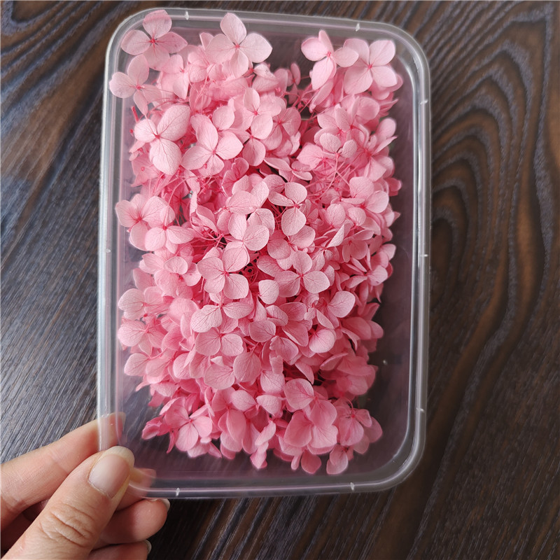 Bleaching color-medium Pink-5g anna lobular hydrangea box