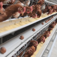 Bâtiments en structure acier de type A de haute qualité et personnalisés pour l'élevage de 1000 poules pondeuses