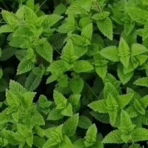 Sıcak Satış Yüksek Kaliteli Saf Doğal Nane Özü Nane Tozu - Product Image 3