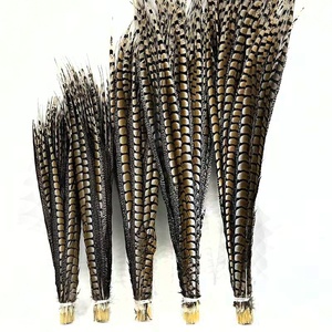Vente en gros Reeves Big Pheasant Feathers Long Ringneck Pheasant Tail Teint pour Carnaval <span class=keywords><strong>Samba</strong></span> Performance Dress Ramadan Graduation - Product Image 1