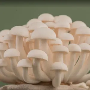 Fábrica chinesa Crescendo Alta Qualidade Branco Shimeji Mushroom Factory fornecer alta qualidade entrega rápida