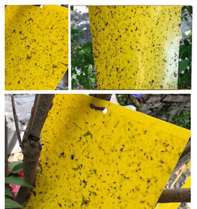 Piège à insectes écologique double face en plastique solide, jaune et bleu, attirant les insectes, pour les thrips et les petites mouches - Product Image 5