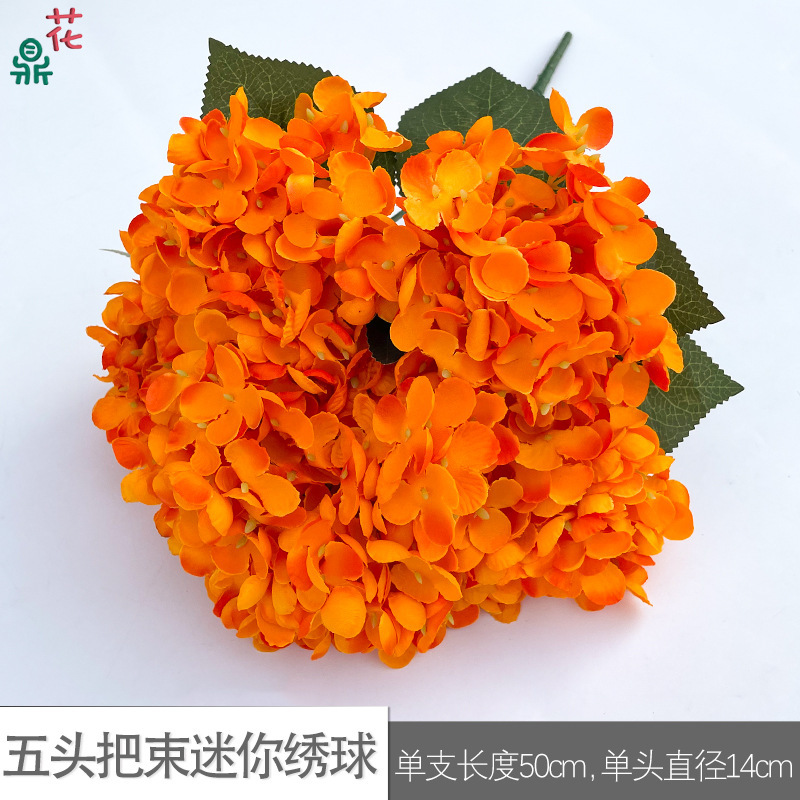 Mini Hortensia à cinq têtes WZT Orange