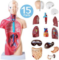 Modelo de Esqueleto Realista de PVC de 28 cm con 15 Partes para Entrenamiento Médico, Simulación de Anatomía a Tamaño Real por BIG BANG SCIENCE