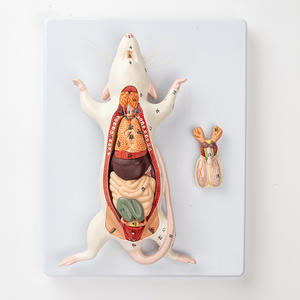 Modello di anatomia della struttura interna dell'organo del topo biologia insegnamento di anatomia animale sperimentale esemplare di zootecnia - Product Image 2