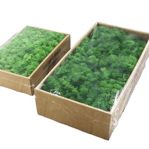 W-3078 गर्म बिक्री थोक विभिन्न रंग संरक्षित नीले मटर के पैनल - Product Image 1