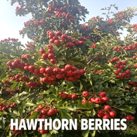 Plantenextract van meidoornbessen, hoge gehalte (20%-80%), meidoornfruitextract, grondstof, bulk levering, extractie