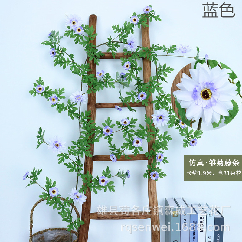 31 plants de tournesol grimpants, bleu