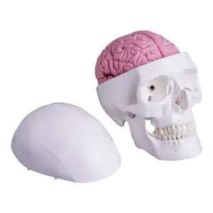 वियोज्य मानव कंकाल चिकित्सा शिक्षण की संरचनात्मक मॉडल सफेद खोपड़ी के साथ 8-भाग मस्तिष्क मॉडल