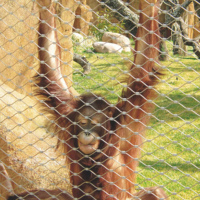 Filets de protection en acier inoxydable 304 316 316L pour cages à oiseaux, mailles soudées pour zoos