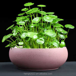 Planta Hidropónica de Hierba del Dinero de Cobre, Planta Hidropónica de Hierba del Dinero Dorada para Interiores, en Maceta, para Mesa de Salón, Fácil de Cultivar - Product Image 3