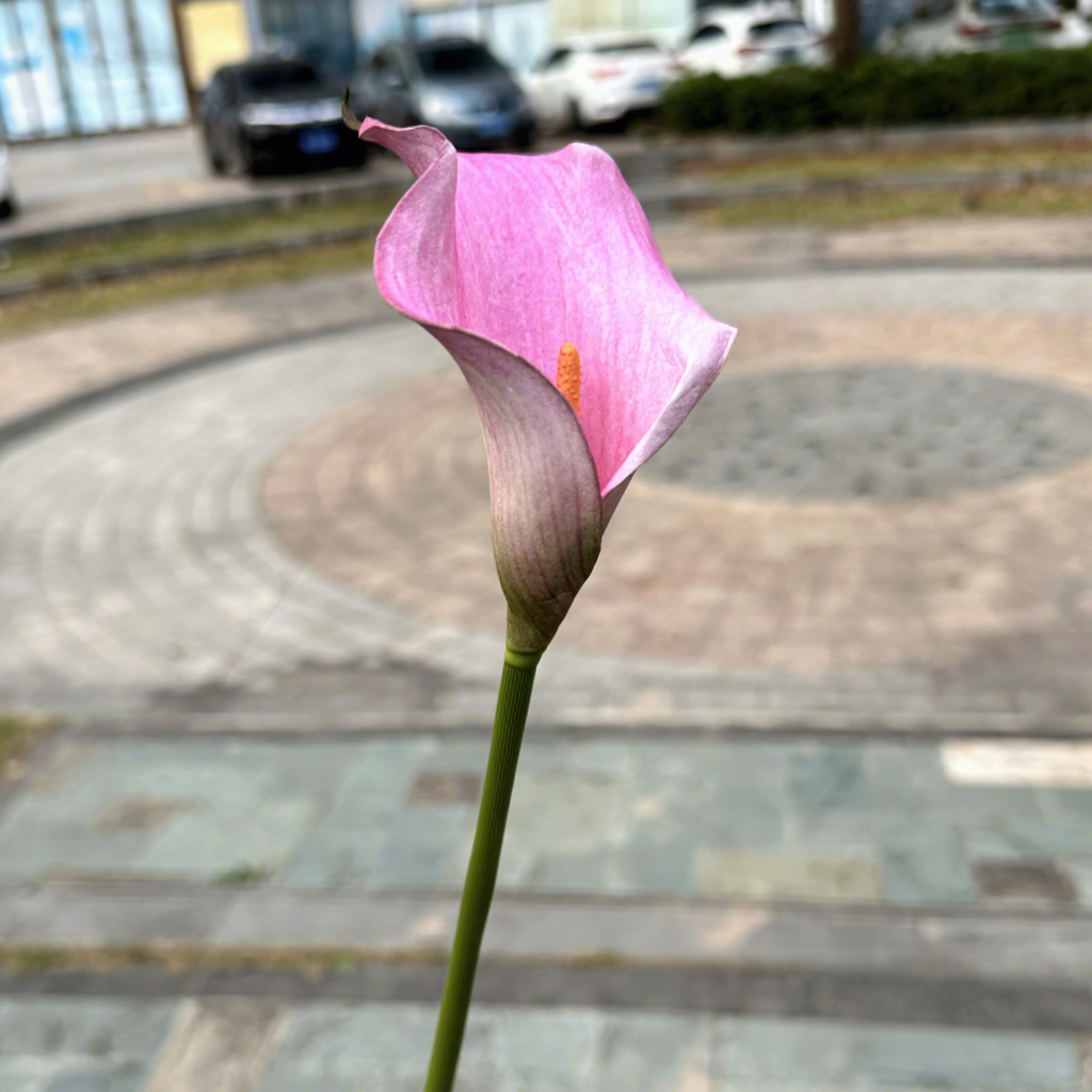 Deep powder (pink purple)