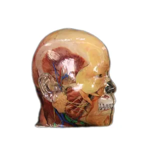 Anatomie Digihuman Modèle de tête humaine Modèle d'impression 3D à partir de données humaines réelles