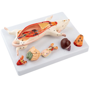 Modèle d'anatomie de rat, structure interne de souris blanche, biologie, <span class=keywords><strong>sciences</strong></span> médicales, enseignement, élevage expérimental - Product Image 2
