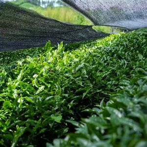 Exploitez le pouvoir du matcha biologique pur de qualité cérémonielle. Certifié pour la qualité pour vous aider à vous amincir et à vous sentir bien naturellement. - Product Image 6