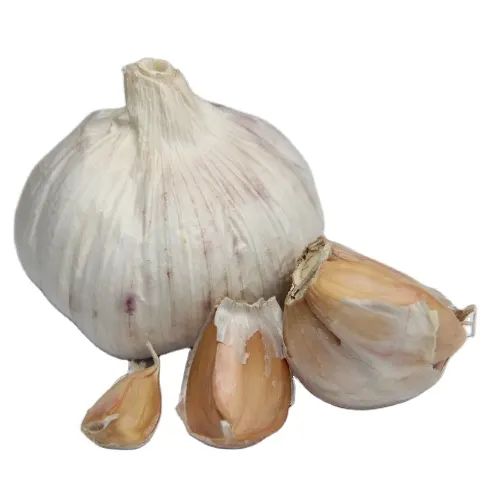 new crop normal white garlic suppliers