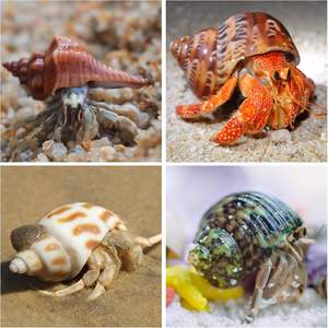 15PCS 소라게 껍질 자연 바다 소라 크기 1.6 "-3.2" 성장 터보 중소 및 대형 게에 대 한 - Product Image 3