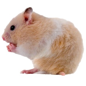2026 Generation Hair Small Hamster Three-Line <strong>Pudding</strong> Zicang Silver Fox Living Thing Golden Bear Long Haired Curly Bear Short - Product Image 5