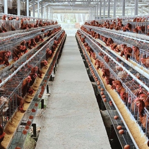 Meilleure vente Cage à poulets en batterie de type A pour <span class=keywords><strong>poules</strong></span> <span class=keywords><strong>pondeuses</strong></span> Équipement de <span class=keywords><strong>ferme</strong></span> avicole durable Prix d'usine État neuf - Product Image 3