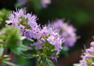 <span class=keywords><strong>Rainbow</strong></span> Supply Thymol 20% 30% HPLC/Bromo Thymol Blue - Sans acide/extrait de plante de thym Fabriqué en Chine - Product Image 2