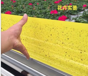 Rouleau de colle adhésive double face en PP jaune solide de 20 cm x 100 m pour insectes, pièges à fourmis, films de libération, écologiques et jetables pour l'agriculture - Product Image 4