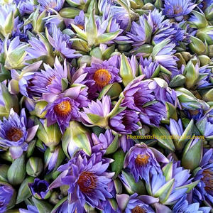 Lotus pur de qualité alimentaire biologique de l'UE Herbes sacrées égyptiennes Nymphaea Caerulea Nénuphar bleu séché 100% Thé à fumer naturel - Product Image 6