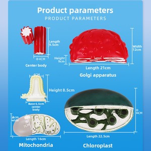 Modèle de structure d'organe, morphologie cellulaire, démonstration structurelle par microscope électronique, aide pédagogique pour la biologie au lycée - Product Image 2