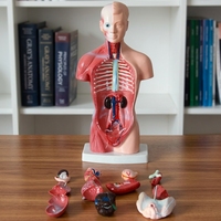 Modelo de Torso Humano Unisex, Masculino y Femenino, de 85 cm y 24 Partes, Anatómico, de Alta Calidad, Marca Maya, N018