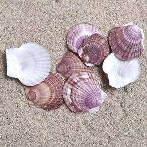 Assiette <span class=keywords><strong>en</strong></span> coquilles de cuisson, de qualité pour Restaurant, art nautique, grand plat pour barbecue, résistant aux hautes températures, g - Product Image 2