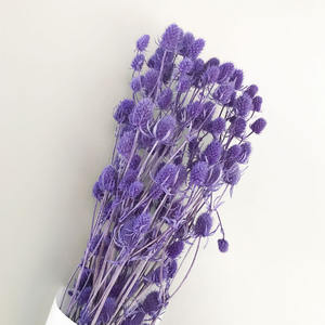 Fleurs de marron de mer séchées de haute qualité, fruits de la Saint-Valentin séchés, Eryngo <span class=keywords><strong>Eryngium</strong></span> <span class=keywords><strong>Foetidum</strong></span> pour la décoration de mariage - Product Image 1