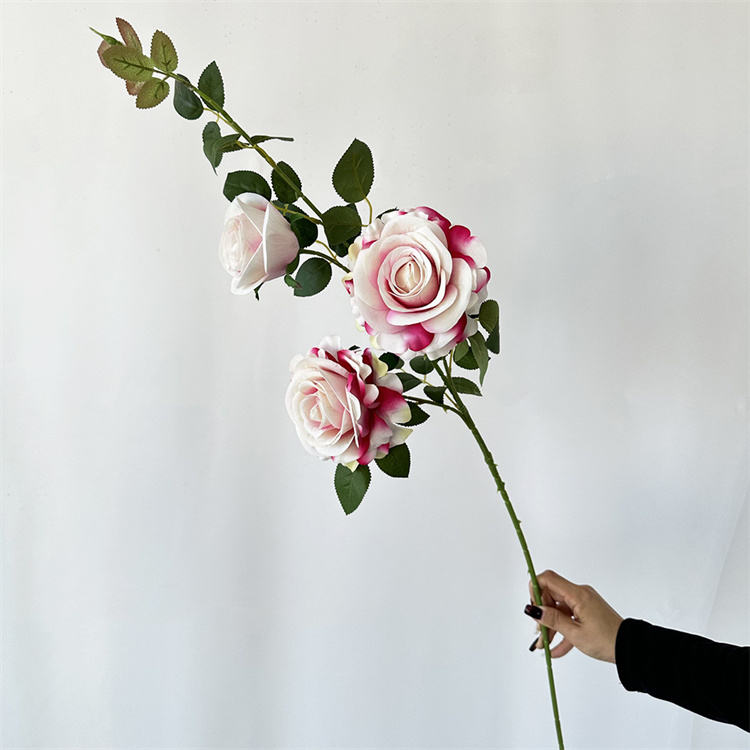 ขอบสีชมพูสีขาว