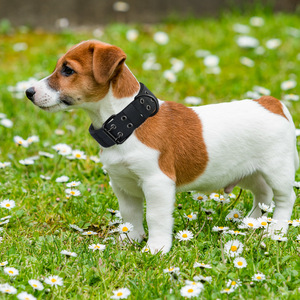 Tactical <b>Dog</b> <b>Collar</b> With Leash Adjustable For Medium <b>Large</b> Breeds Monochrome Design All Seasons Use - Product Image 2