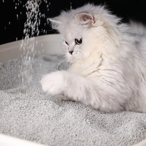 Litière pour chat en bentonite à forte agglomération de haute qualité avec prix d'usine - Product Image 4