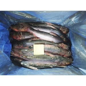 Pangasius Dory de haute qualité, certifié HACCP et HALAL, <span class=keywords><strong>poisson</strong></span> basa biologique congelé en gros - Product Image 4