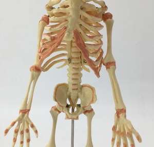 Scienza medica modello dello <span class=keywords><strong>scheletro</strong></span> fetale del bambino neonato del feto umano modello dello <span class=keywords><strong>scheletro</strong></span> del neonato per i medici - Product Image 4