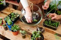 Kit terarium beraroma besar, pot bunga taman rumah, kreativitas sains anak dewasa, wadah kaca dengan berbagai jenis wadah kaca