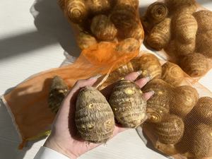 Taro frais du Shandong, Chine, sucré, croustillant, de haute qualité, certifié HACCP, prêt à consommer toute l'année, prix avantageux - Product Image 3