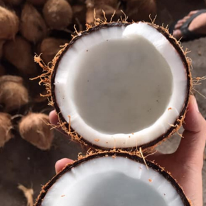 Noix de coco semi-décortiquées au meilleur prix, fraîches de VIA - Vietnam! - Product Image 6