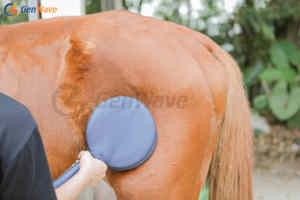 Design blu ultima terapia equina Pemf Magneto fisioterapica per animali Pmst Loop cavalli terapia macchina PEMF tappetino - Product Image 4