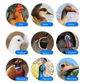 Đầy Đủ Thiết Lập Tự Động 90720 Gia Cầm Vịt Gà Gà Thịt Ngỗng Trứng Đường Hầm Điện <span class=keywords><strong>Setter</strong></span> Lồng Ấp Và Hatcher Với Công Suất Lớn - Product Image 6