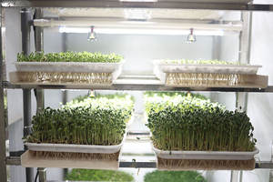 חקלאות מכונות צמח nurery מספוא חיטה אורז מספוא הידרופוני זריעה מכונה - Product Image 2