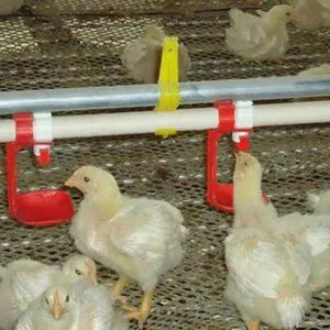 Automatic Poultry Feeders and Drinkers Equipment for Farming Chicken