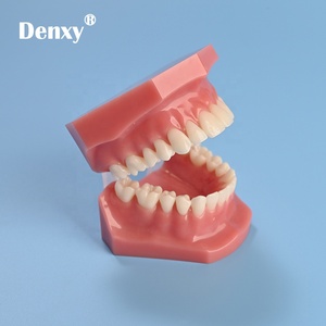 Denxy qualità resina denti ortodontici modello rosso malattia dentale modello dente formazione dentista nella scuola ortodontico typodont - Product Image 6