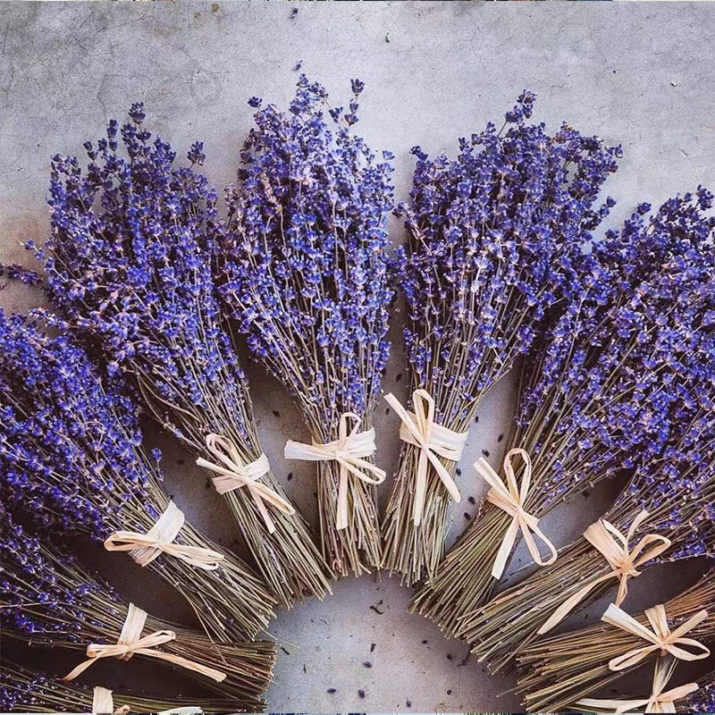 Pourpre