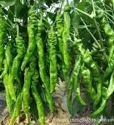 Graines de piment rouge RTY, très piquantes, hybrides, à haut rendement, fournisseur en gros, export