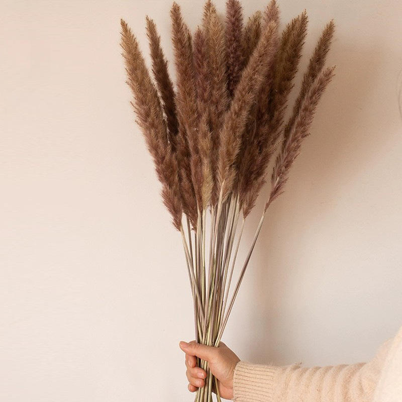 Brown 20 Small Reeds (Slightly Shedding Florets) (Approx