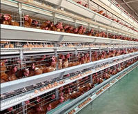 Cages à poules de type H pouvant être équipées d'un équipement automatisé